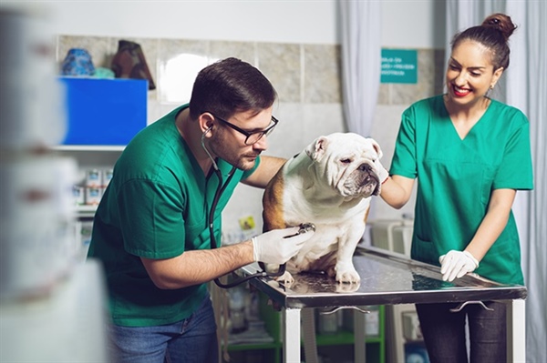 Transforming Veterinary Diagnostics Through DICOM & PACS Solutions